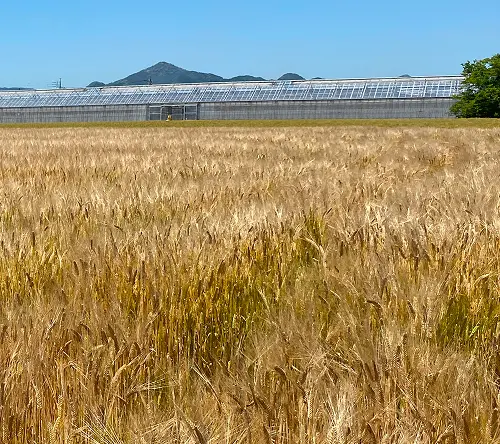 青空と黄金色の麦畑の風景