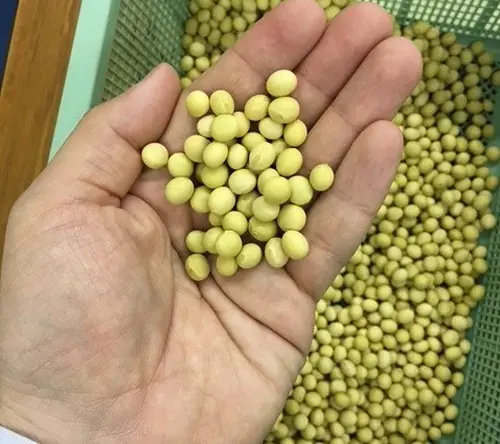 手のひらにのった収穫された大豆の様子